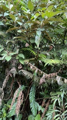Alsophila spinulosa