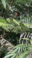 Alsophila spinulosa