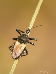 Apiomerus lanipes