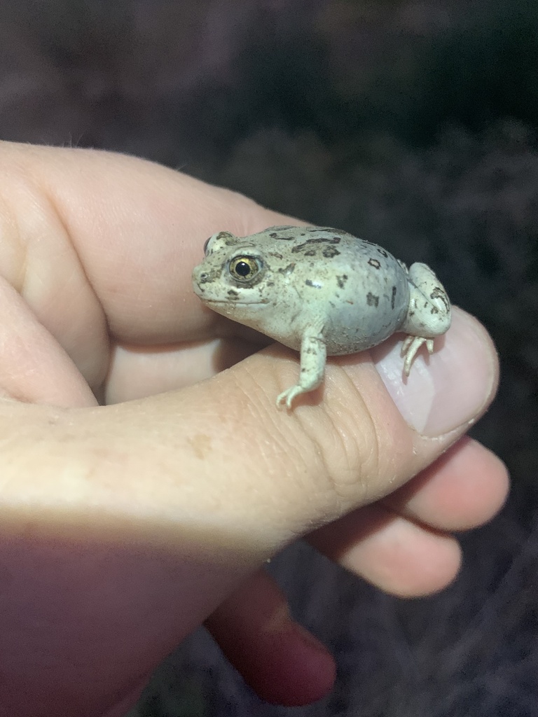 Great Basin Spadefoot from Humboldt-Toiyabe National Forest, Yerington ...