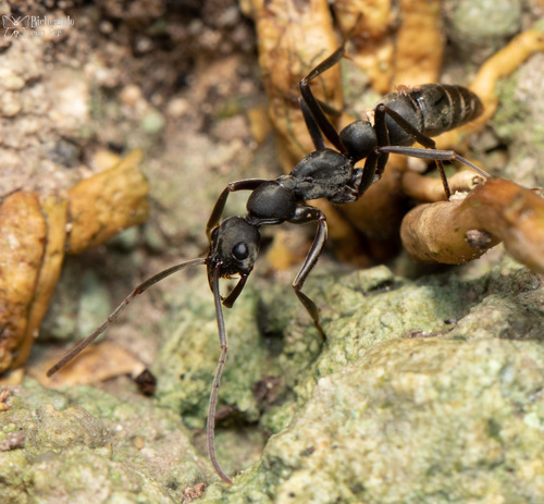 Leptogenys maya · iNaturalist