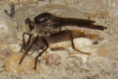 Proctacanthus rufus