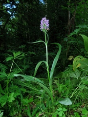 Dactylorhiza sibirica