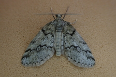 Tephronia lhommaria