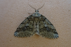 Tephronia lhommaria