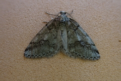 Tephronia lhommaria
