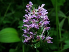 Dactylorhiza sibirica