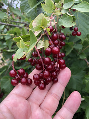 Prunus virginiana
