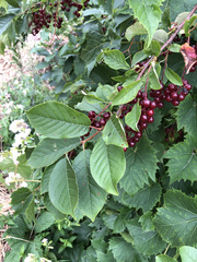 Prunus virginiana