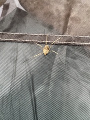 Rilaena triangularis