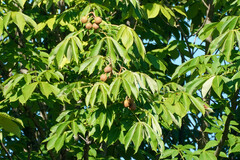 Aesculus turbinata