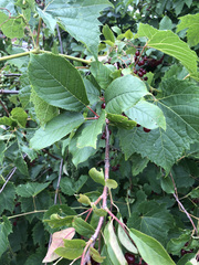 Prunus virginiana