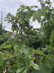 Prunus virginiana