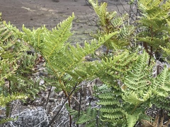 Pteridium aquilinum decompositum
