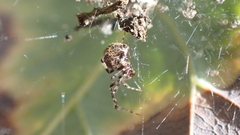 Theridiidae