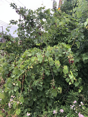 Prunus virginiana