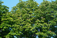 Aesculus turbinata