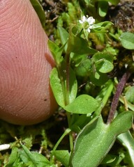 Stellaria calycantha