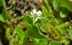 Stellaria calycantha