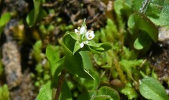 Stellaria calycantha