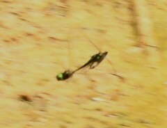 Somatochlora linearis