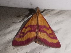 Pyrausta virginalis