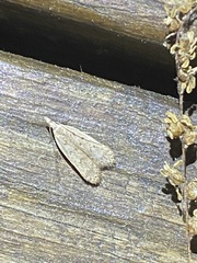 Dichomeris punctidiscellus