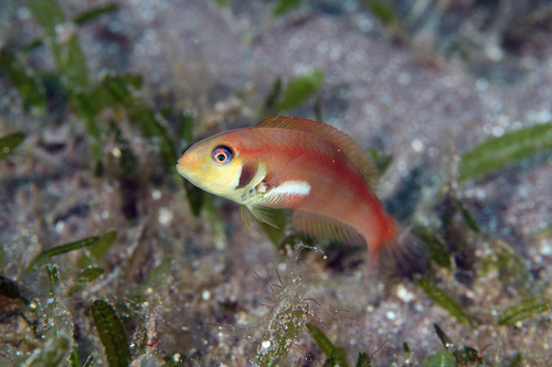Rosy Razorfish (Xyrichtys martinicensis) — Labridae — 2