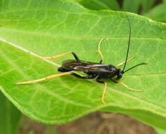 Exetastes suaveolens