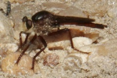 Proctacanthus rufus