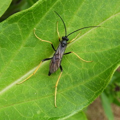 Exetastes suaveolens