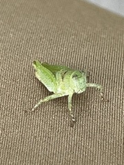Paulinia acuminata