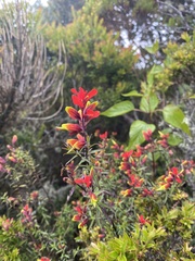 Castilleja irasuensis