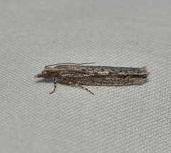 Hermenias rivulifera