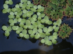 Lemna aequinoctialis