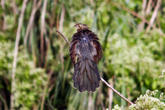 Centropus bengalensis