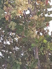 Curatella