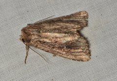 Dasygaster ligniplena