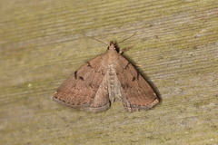 Zanclognatha dentata