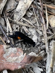 Psorthaspis brimleyi