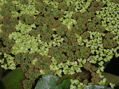 Lemna aequinoctialis
