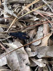 Psorthaspis brimleyi