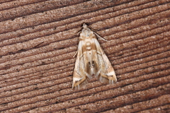 Eoparargyractis plevie