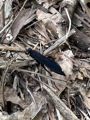 Psorthaspis brimleyi