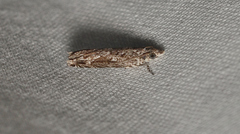 Holocola thalassinana