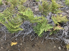Pteridium aquilinum decompositum