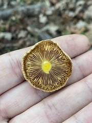 Amanita subjunquillea