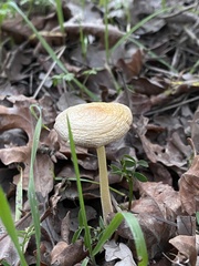 Amanita subjunquillea