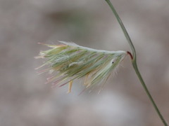 Bouteloua chondrosioides