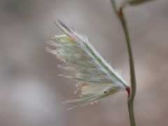 Bouteloua chondrosioides